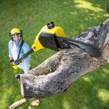 How Our Tree Care Process Works  in  Pinckney, MI